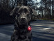 Фонарь для собак Orbiloc Dog Dual Signal Colours, красный в Ульяновске