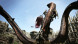 Игра Dragon&amp;#039;s Dogma: Dark Arisen [Nintendo Switch, английская версия] в Ульяновске
